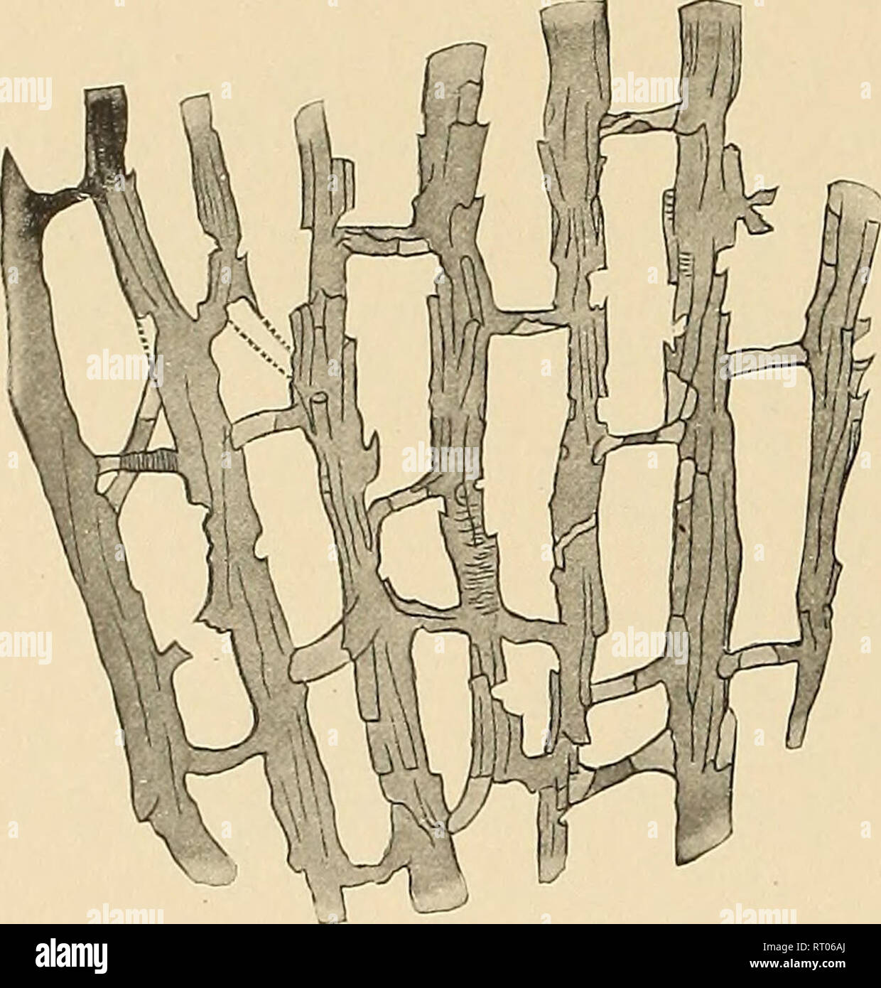 . Annual report. New York State Museum; Science; Science. 156 NEW YORK STATE MUSEUM Dictyonema retiforme Gurley. Jour. Geol. 1896. 4:96,308 Dictyonema retiforrae Pocta. Syst. Sil. Boheme. 1894. 8:192,193 Dictyonema retiforme Freeh. Lethaea Pal. 1897. 1:575, fig. 145 Dictyonema retiforme Grabau. N. Y. State Mus. Bui. 45. 1901. p.134, fig. 27 Dr Gurley has furnished in his manuscript, from the types and other specimens, the following redescription of this form, which is important as being the genotype of Dictyonema: Polypary rather strongly radiate, with the branches usually about 0.8 mm wide (a Stock Photo