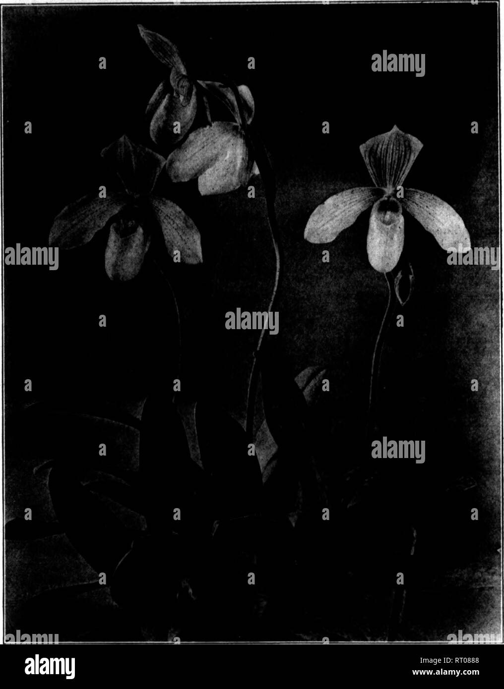 . Florists' review [microform]. Floriculture. Mat so, 1912. The Weekly Florists^ Review^ 15 really well bloomed lycaste is a hard orchid to beat even today. Cattleya Mossise. The free blooming and universally popular cattleya, C. Mossise, is now in season and will provide flowers in abundance for some weeks to come. It is so inexpensive and of such easy culture that no one able to grow cat- tleyas at all need be afraid to try it. While the plants are in flower, give them the coolest and shadiest part of the house and avoid spraying them while in bloom, for fear of spotting the flowers. There i Stock Photo