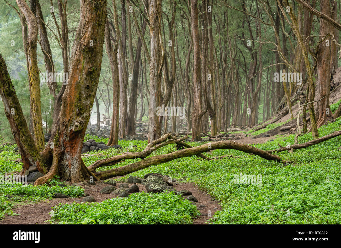 Ironwood trees hires stock photography and images Alamy