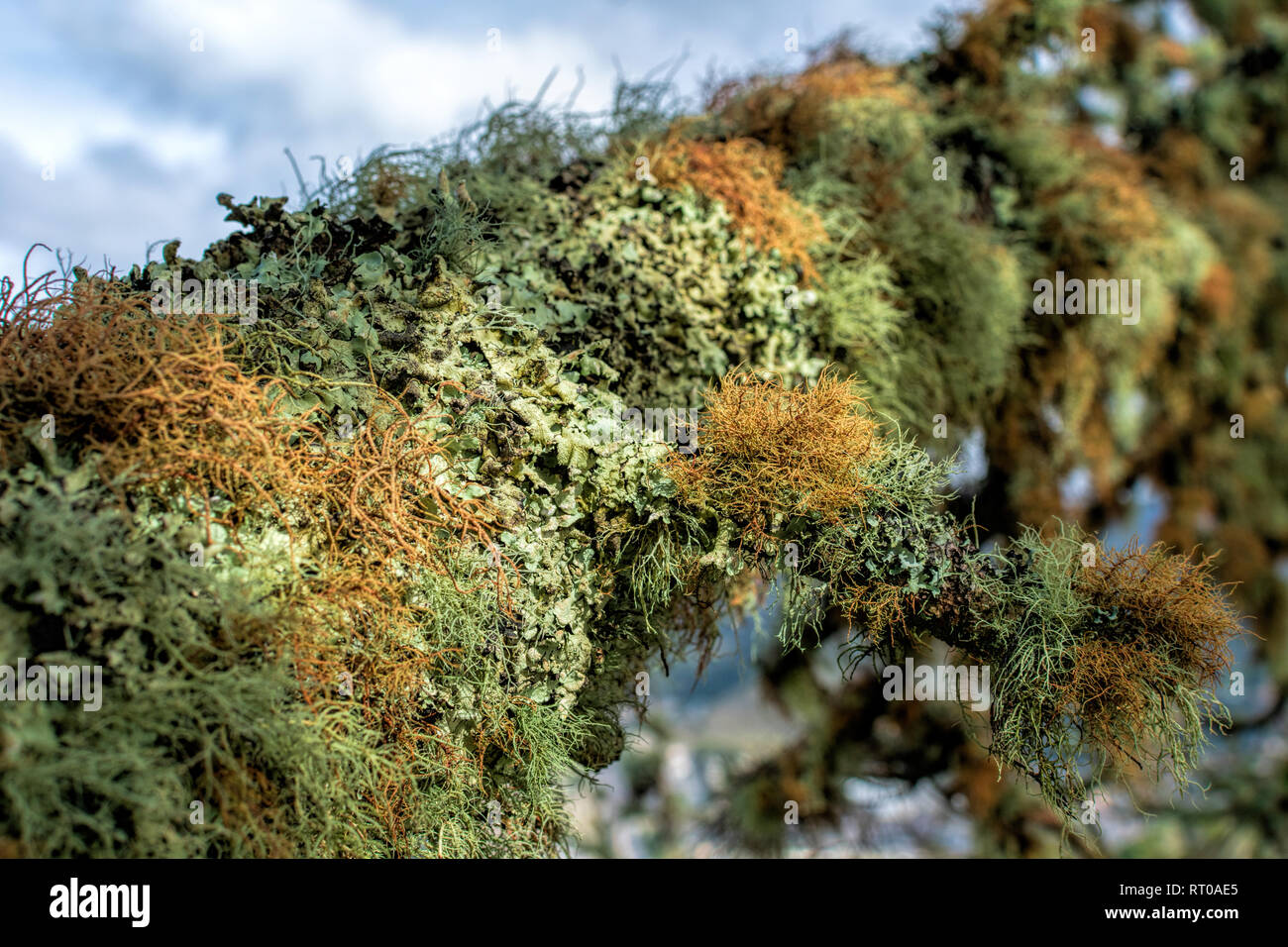 Close up. Detail of green and grey dry moss and lichen completely covering tree branch Stock Photo