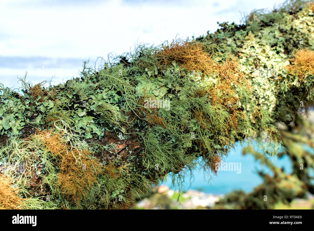 Close up. Detail of green and grey dry moss and lichen completely covering tree branch Stock Photo
