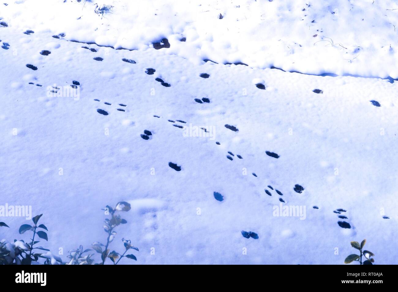 Dog foot prints in the snow Stock Photo Alamy