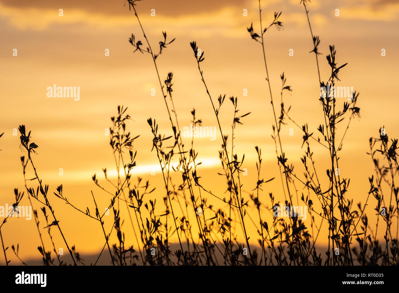A Gaura Belleza bush silhouetted against a golden sunset. Stock Photo