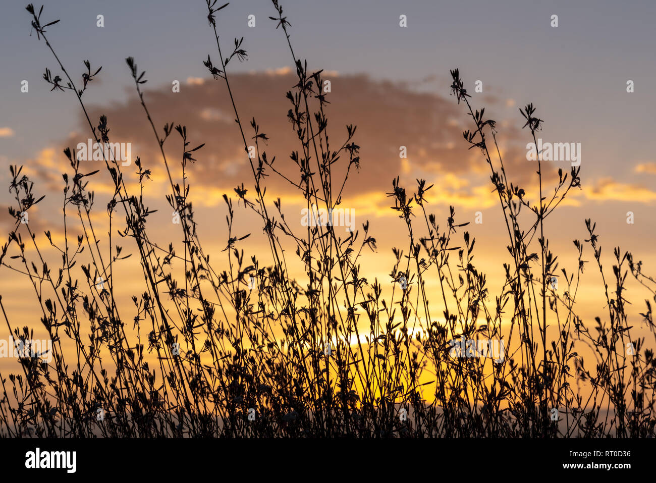A Gaura Belleza bush silhouetted against a golden sunset. Stock Photo