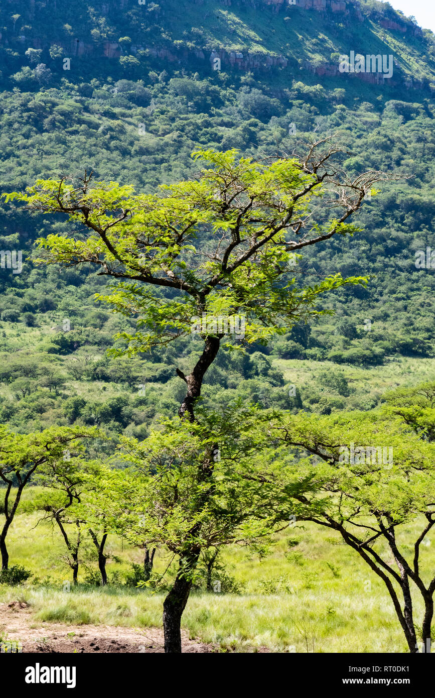 An Acacia tree stretches above the African savannah in the Umgeni Valley Nature Reserve, South Africa. Stock Photo