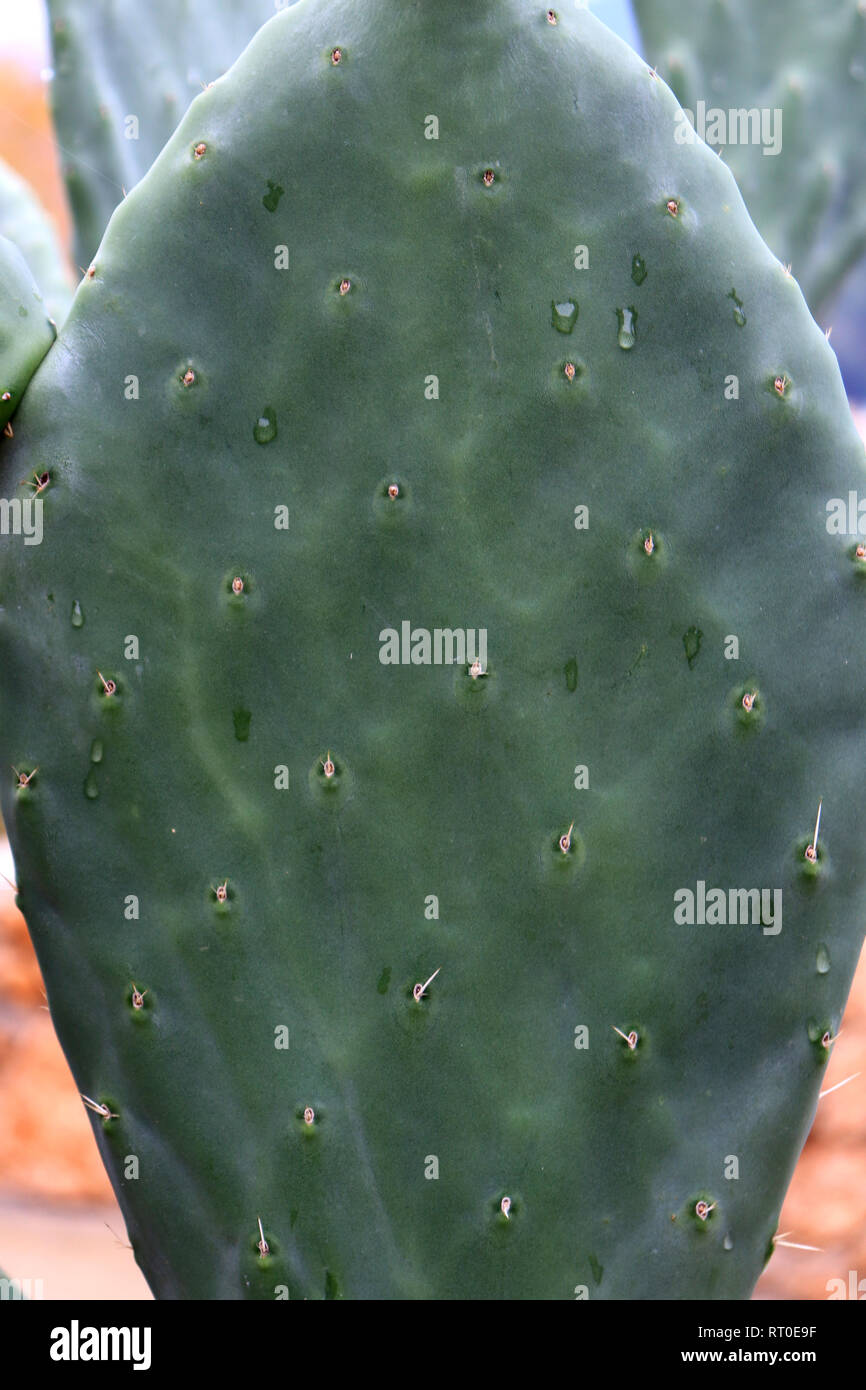 Common cactus texture. Tropical spiky plant. Stock Photo