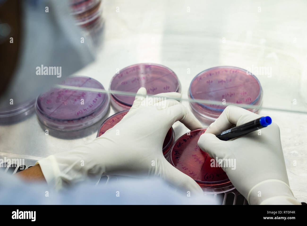 Laboratory worker labelling a culture plate petri dish with black marker pen inside an asceptic fume hood in a microbiology laboratory setup Stock Photo