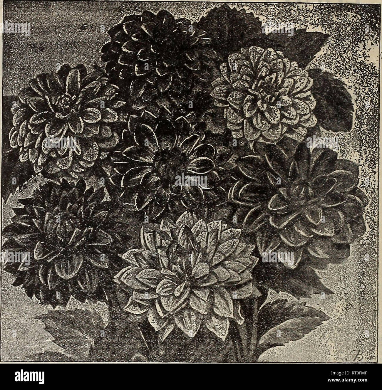 . Spring catalogue : 1900. Nurseries (Horticulture) Missouri Saint Louis Catalogs; Bulbs (Plants) Catalogs; Flowers Catalogs; Vegetables Seeds Catalogs; Plants, Ornamental Catalogs; Shrubs Catalogs; Fruit Catalogs. 74 C. YOUNG & SON'S CO., ST. LOUIS, MO. YOUNG'S IMPROVED NEW DAHLIAS Dahlias are the most beautiful and attractive of all the Summer and Autumn flowers. Recognizing their great value, and in order to make this truly magnificent flower still more popular, we have im- ported from the largest Dahlia growers of Europe all their latest new and improved varieties. Our illustratioL (fr Stock Photo