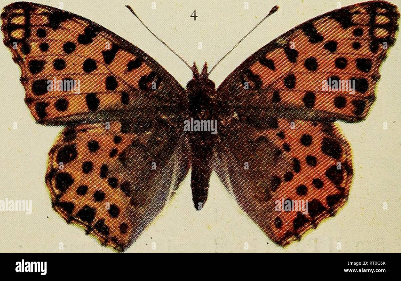 . The butterflies of the British Isles. Butterflies. PL 63.. Queen of Spain Fritillary. 1, 2 male; 3, ^female. H 99.. Please note that these images are extracted from scanned page images that may have been digitally enhanced for readability - coloration and appearance of these illustrations may not perfectly resemble the original work.. South, Richard. London : F. Warne Stock Photo