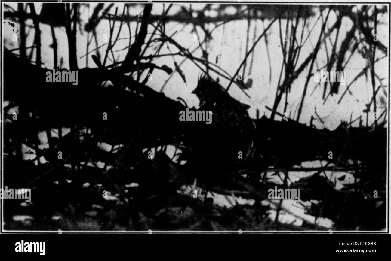 . Bulletin (Pennsylvania Game Commision), no. 11. Game protection; Birds. Photograph by Game Commissioner Ross L. Leffler, McKeesport. Fig. 10. A FEEDING-SHELTER FOR BOB-WHITES BUILT BY BOY SCOUTS HUNGARIAN PARTRIDGE Normal Food: Tliis bird of the open field lives upon weed and grass seed almost exclusively during the winter. Since the birds inhabit only the wide treeless fields, they exist chiefly upon the seeds of plants which grow strictly in the open. Food at Shelters: Commercial scratch feed, good screenings, commercial chick feed, wheat, oats, rye, barley, broom corn, millet and sunflowe Stock Photo