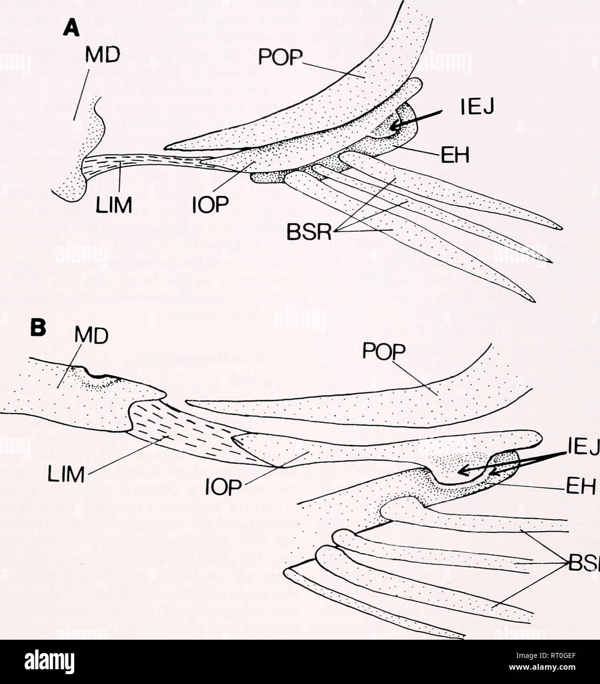 Fish Interoperculum Epihyal hi-res stock photography and images - Alamy