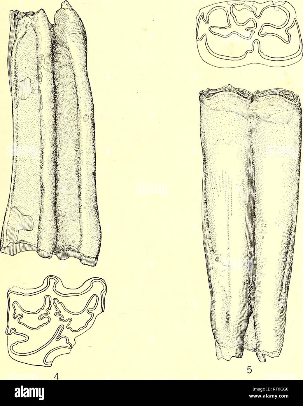 . Bulletin of the Department of Geology. Geology. 1918] Merriam: Neiv ...