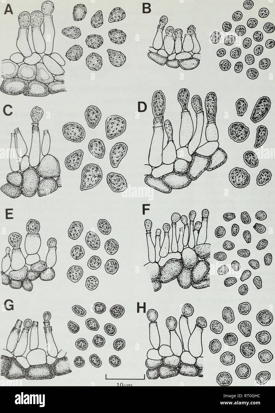 . Bulletin of the British Museum (Natural History). Botany; Botany. 34 D. L. HAWKSWORTH B. lOjLim Fig. 18 Lichenoconium species, conidiogenous cells and conidia. A, L. echinosporum (UPS—holotype). B, L. erodens (herb. Christiansen—holotype). C, L. cargillianum (E—holotype). D, L. lichenicola (H-KARST 1246—holotype). E, L. lecanorae (IMI 192264). F, I. pyxidatae (L—holotype). G, L. usneae (K—isotype). H, L. xanthoriae (C—holotype). Reproduced from Hawksworth (1977 : 162, 164).. Please note that these images are extracted from scanned page images that may have been digitally enhanced for readabi Stock Photo