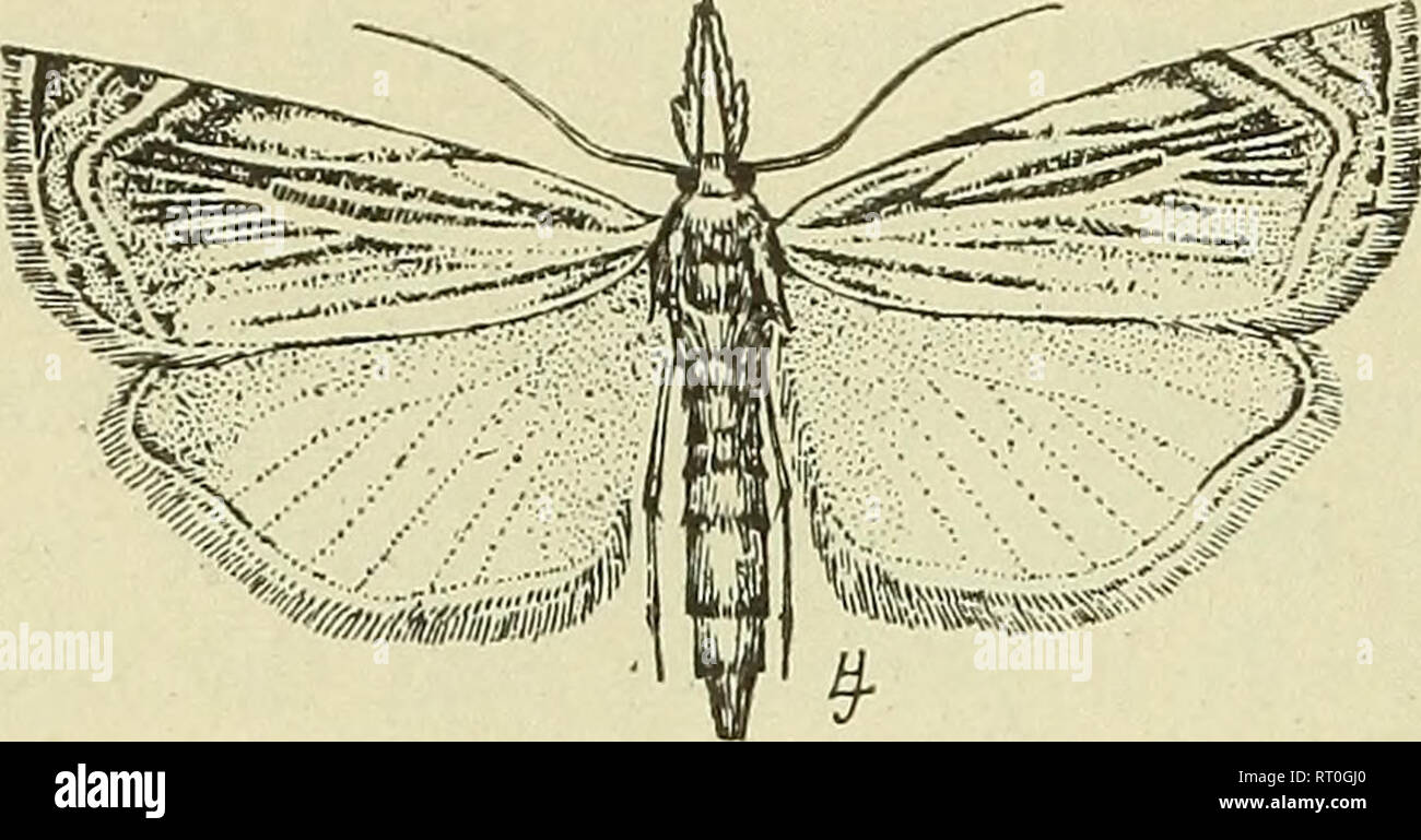 . Bulletin - New York State Museum. Science. 78 NEW YORK STATE MUSEUM. Fig. 8 Crambus larged (Original) hortuellus, en- bined with short, black lines and dots. It is a very common species in grass lands during July and has attracted considerable attention because of its injuries to cranberry bogs, where it is known as the cran- berry girdler. Description of early stages. The eggs are creamy white when first laid, turning to a pinkish red before hatching. The young larva has a smutty white color with the head a little darker than the rest of the body. The full grown larva, as characterized by S Stock Photo