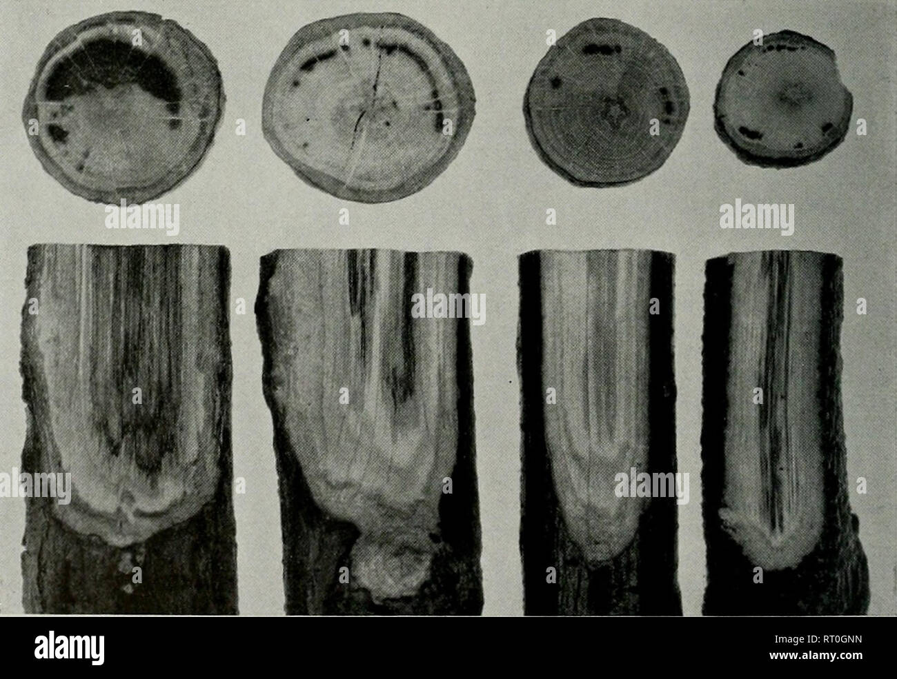. Bulletin. Natural history; Natural history. Fig. 2.—Dothiorella dieback on red oak. The brown to black, cankerous bark ot each branch contains numerous black, erumpent stromata of Dolhiorelta. X 2.. Fig. 3.—Wood discoloration of white oak associated with Dothiorella infection. Discoloration of the xylem tissue is characterized by fine to broad streaks that frequently coalesce and appear as solid regional discolorations. X 1^.. Please note that these images are extracted from scanned page images that may have been digitally enhanced for readability - coloration and appearance of these illustr Stock Photo