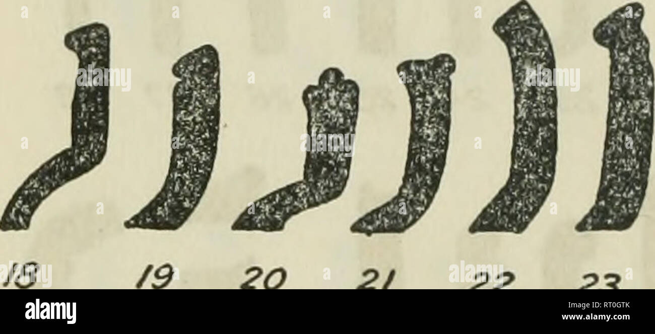 . Bulletin. Ethnology. 62 BUREAU OF AMERICAN ETHNOLOGY [Bull. 139 when provided with a ring base, is the dominant bowl form of San Jose II; and figure 33, No. 51, occurs in San Jose IV (Thompson, 1939). Moreover, it can hardly be pure coincidence that figure 32, No. 8, which occurs at all three sites, should be decorated, in each case, with diamond-shaped depressions along the edge of the flange. Nos. 50 and 51 of figure 33 are frequent forms at El Taj in.'' / 2 5 6 7 8 9 /on /2 /3 M /5 16 t7 /9 20 21 22 23 24 25 26 27 28 29 SO. Please note that these images are extracted from scanned page ima Stock Photo
