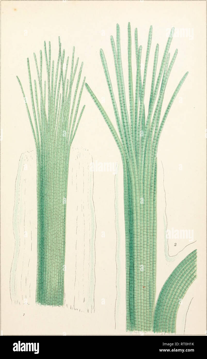 British fresh-water algae, exclusive of 