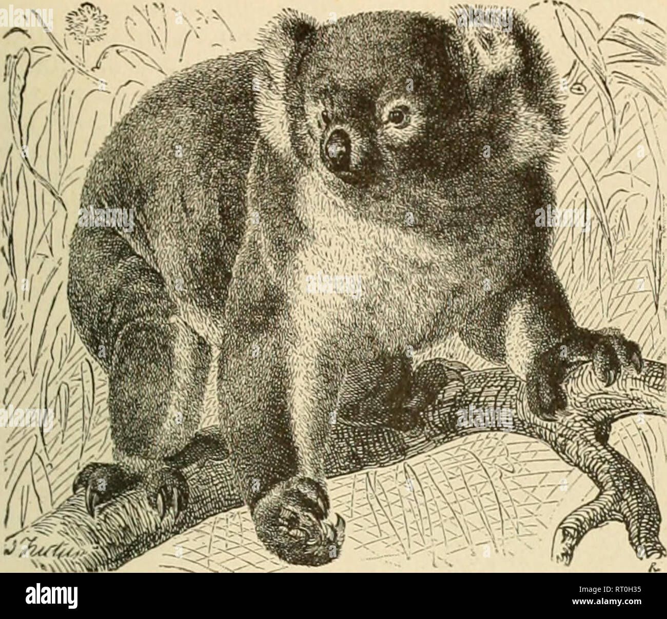Brehms Life Of Animals A Complete Natural History For - 