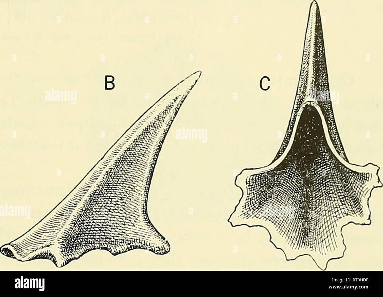 Placoid Scales Stock Photos & Placoid Scales Stock Images Alamy