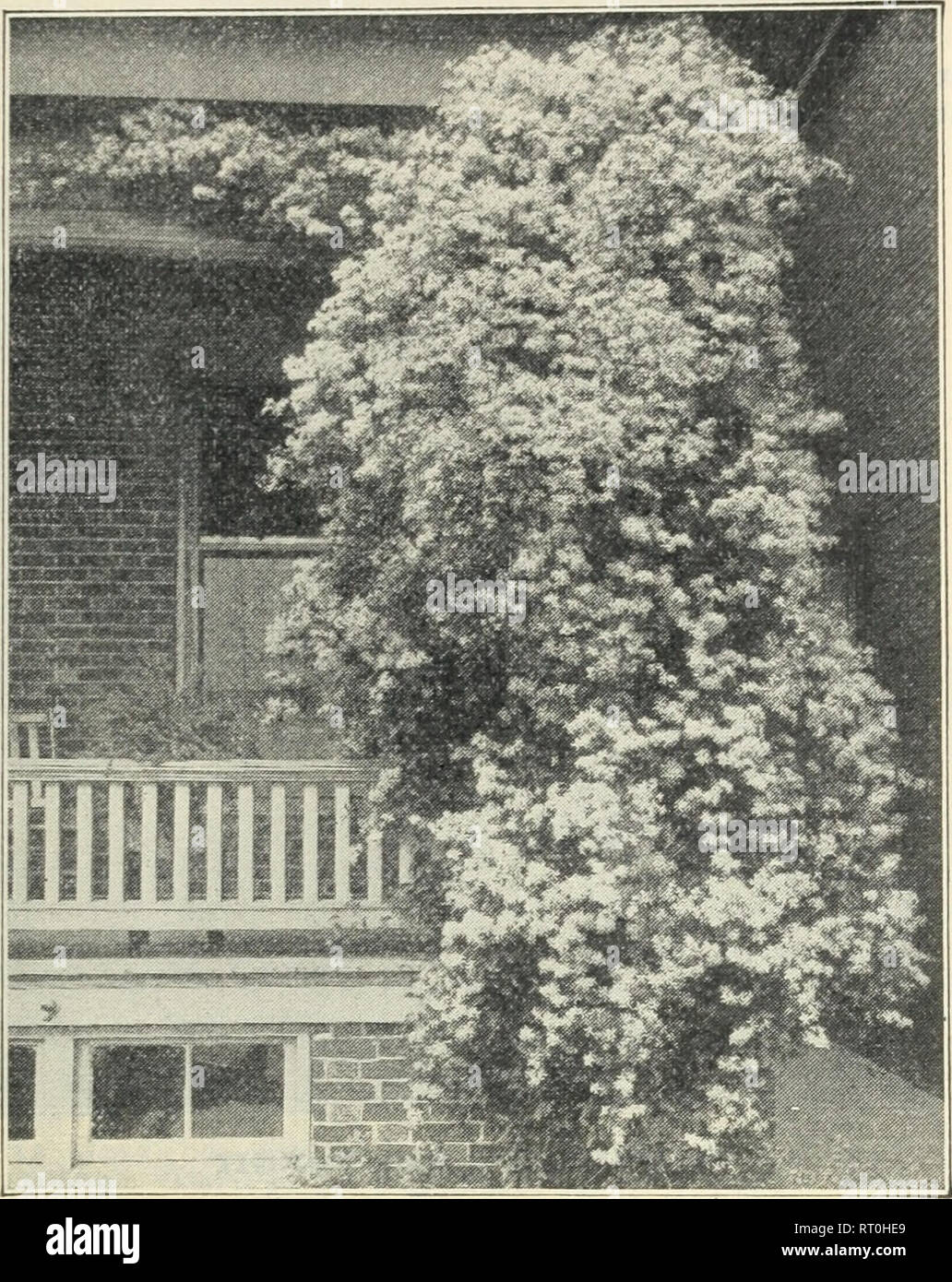 . Barnard's 1927. Seeds Catalogs; Vegetables Seeds Catalogs; Flowers Seeds Catalogs; Nurseries (Horticulture) Catalogs. The W. W. Barnard Co., 231-235 W. Madison St., Chicago 101 HARDY CLIMBING VINES For covering porches, verandas, terraces, walls, fences, etc., they are indispensable. All of the plants are two and three years old, In strong healthy condition. Prices named after each variety include pack- ing. Shipments will be made as desired, by express or freight; the buyer pays the transportation. Vines, Shrubs or perishable articles are not sent C. O. D. Clematis—Large-Flowering Varieties Stock Photo