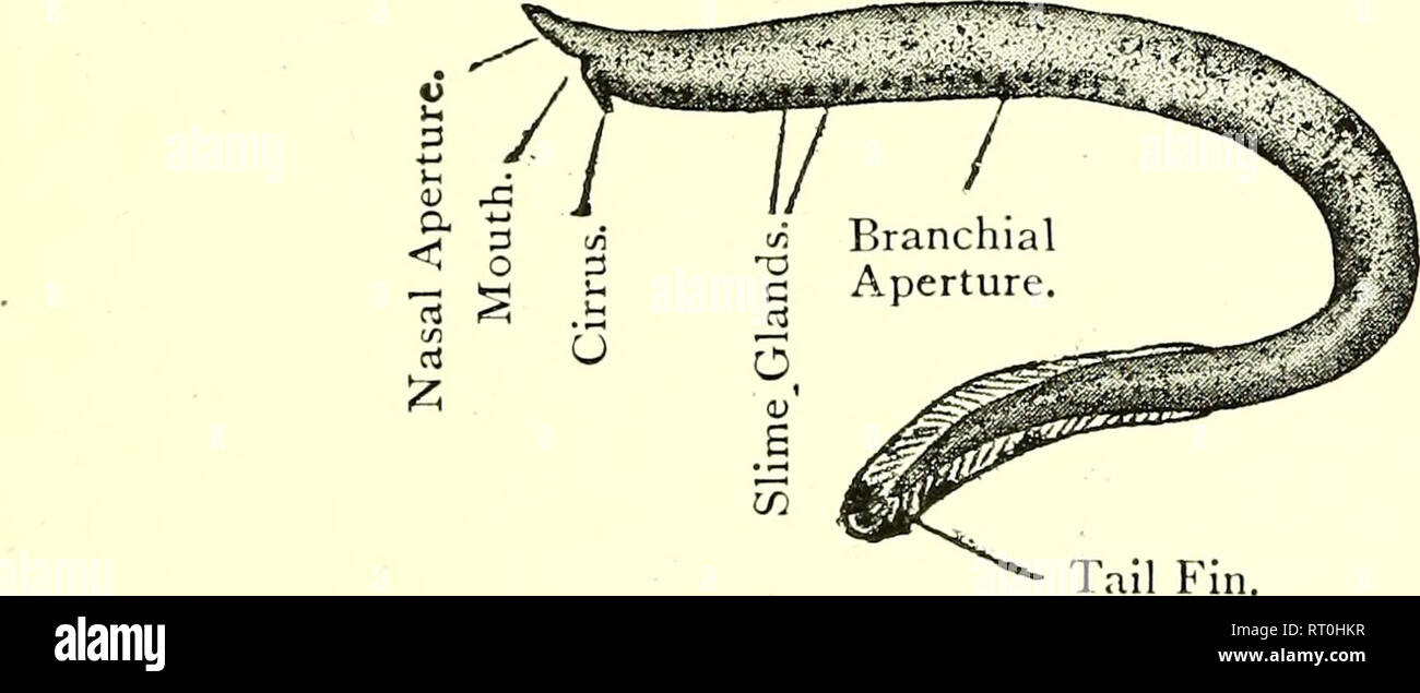 Phylum Cyclostomata
