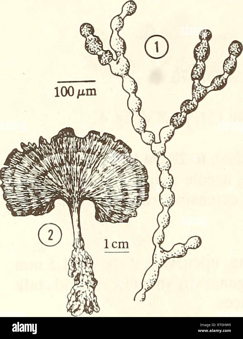. Atoll research bulletin. Coral reefs and islands; Marine biology; Marine sciences. 1. Habit of plant. 2. Dichotomous branching of branchlet. 3. Forked branchlet apices. Caulerpa verticillata J. Agardh 1847:6. Thallus fine, fibrous, felt-like mats, rarely as individual strands; of indeterminate area, to 7 cm tall; dark green; fronds delicately whorled, 5-8 mm diam.; rhizomes creeping, stoloniferous, slender; rhizoids few, branched. Branchlets 5-7 times dichotomous, 100-210 /xm diam. at base, 30-40 yum at apex, lower segments 10 or more diameters long; apices abruptly forked, pointed; stalk 14 Stock Photo