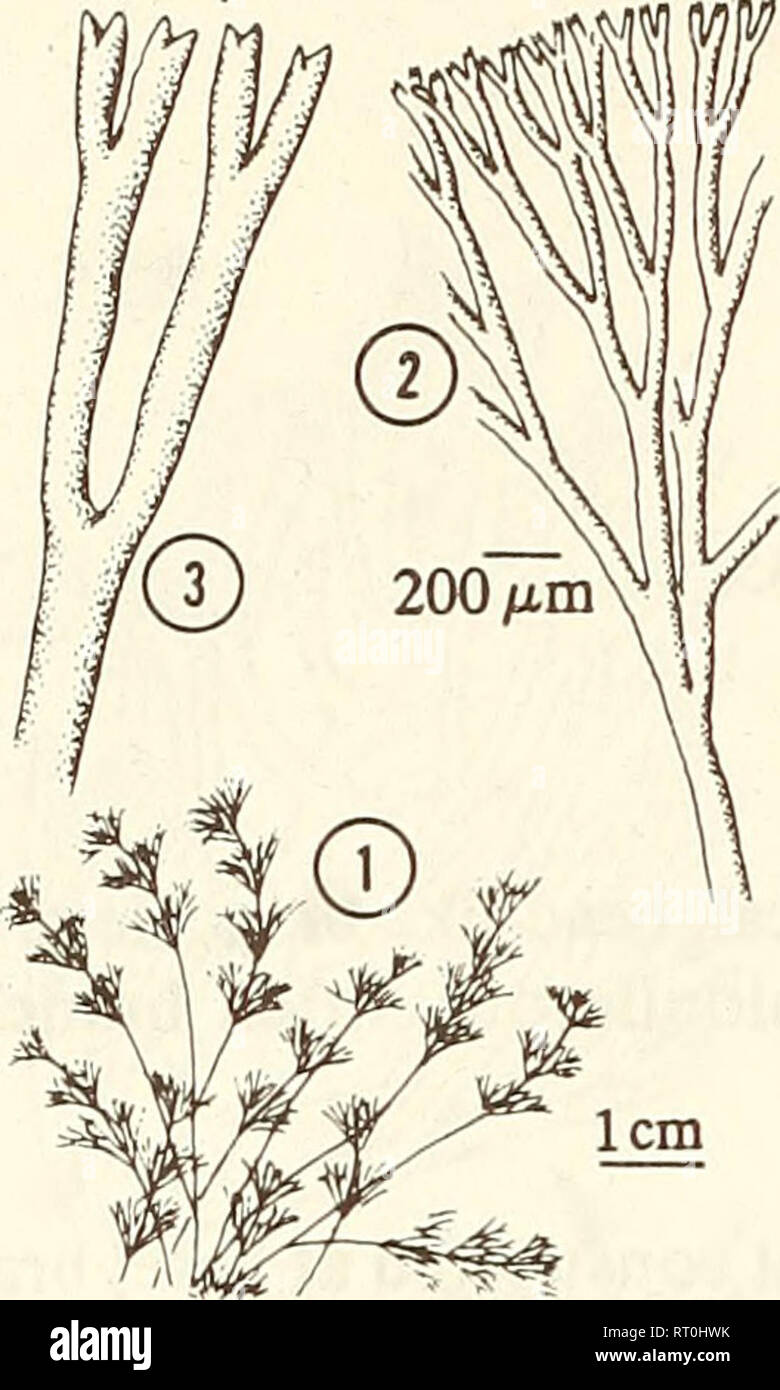 . Atoll research bulletin. Coral reefs and islands; Marine biology; Marine sciences. 10 100 ^m. 1. Habit of plant. 2. Dichotomous branching of branchlet. 3. Forked branchlet apices. Caulerpa verticillata J. Agardh 1847:6. Thallus fine, fibrous, felt-like mats, rarely as individual strands; of indeterminate area, to 7 cm tall; dark green; fronds delicately whorled, 5-8 mm diam.; rhizomes creeping, stoloniferous, slender; rhizoids few, branched. Branchlets 5-7 times dichotomous, 100-210 /xm diam. at base, 30-40 yum at apex, lower segments 10 or more diameters long; apices abruptly forked, pointe Stock Photo