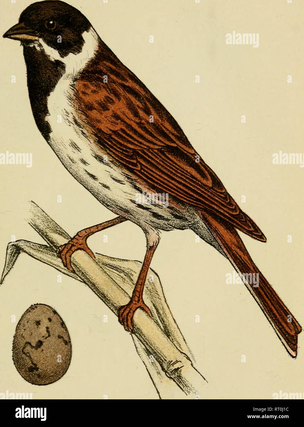 Jean Louis Stock Photos Jean Louis Stock Images Page 27 - 