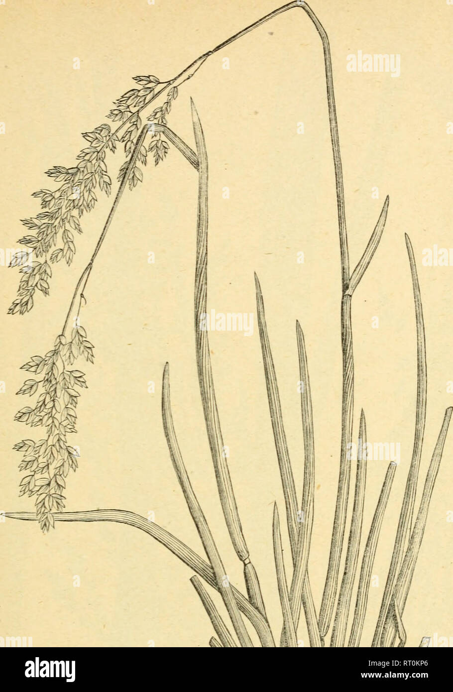 . The agricultural grasses and forage plants of the United States ... Forage plants; Grasses. Plate 78.. Please note that these images are extracted from scanned page images that may have been digitally enhanced for readability - coloration and appearance of these illustrations may not perfectly resemble the original work.. Vasey, George, 1822-1893; Richardson, Clifford, 1856-1932. Washington, Govt. Print. Off. Stock Photo