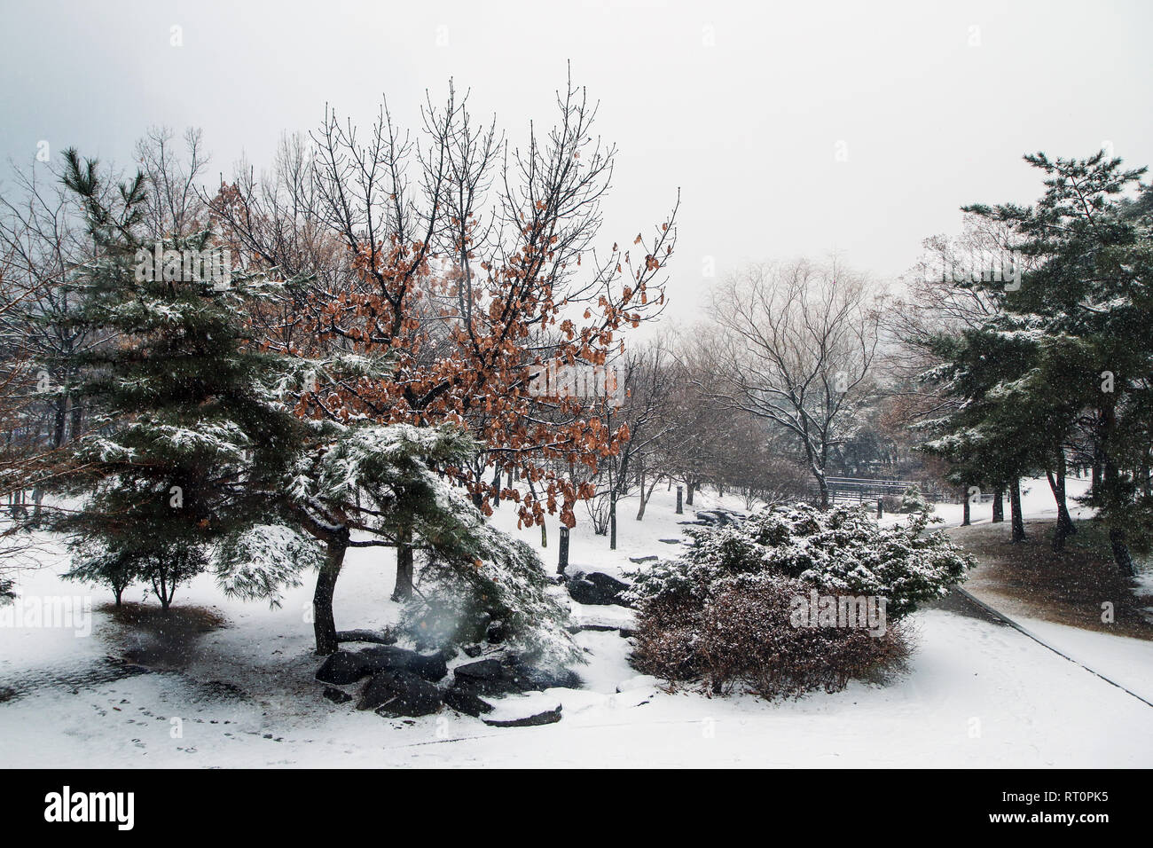 A Picture from the Yeouido park in Seoul in South Korea during the cold winter day and a snowfall. Stock Photo