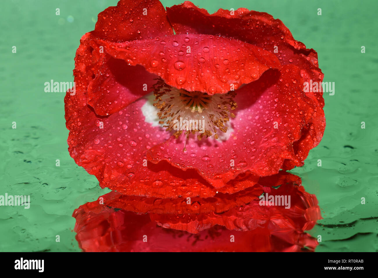 A red poppy on green background Stock Photo - Alamy