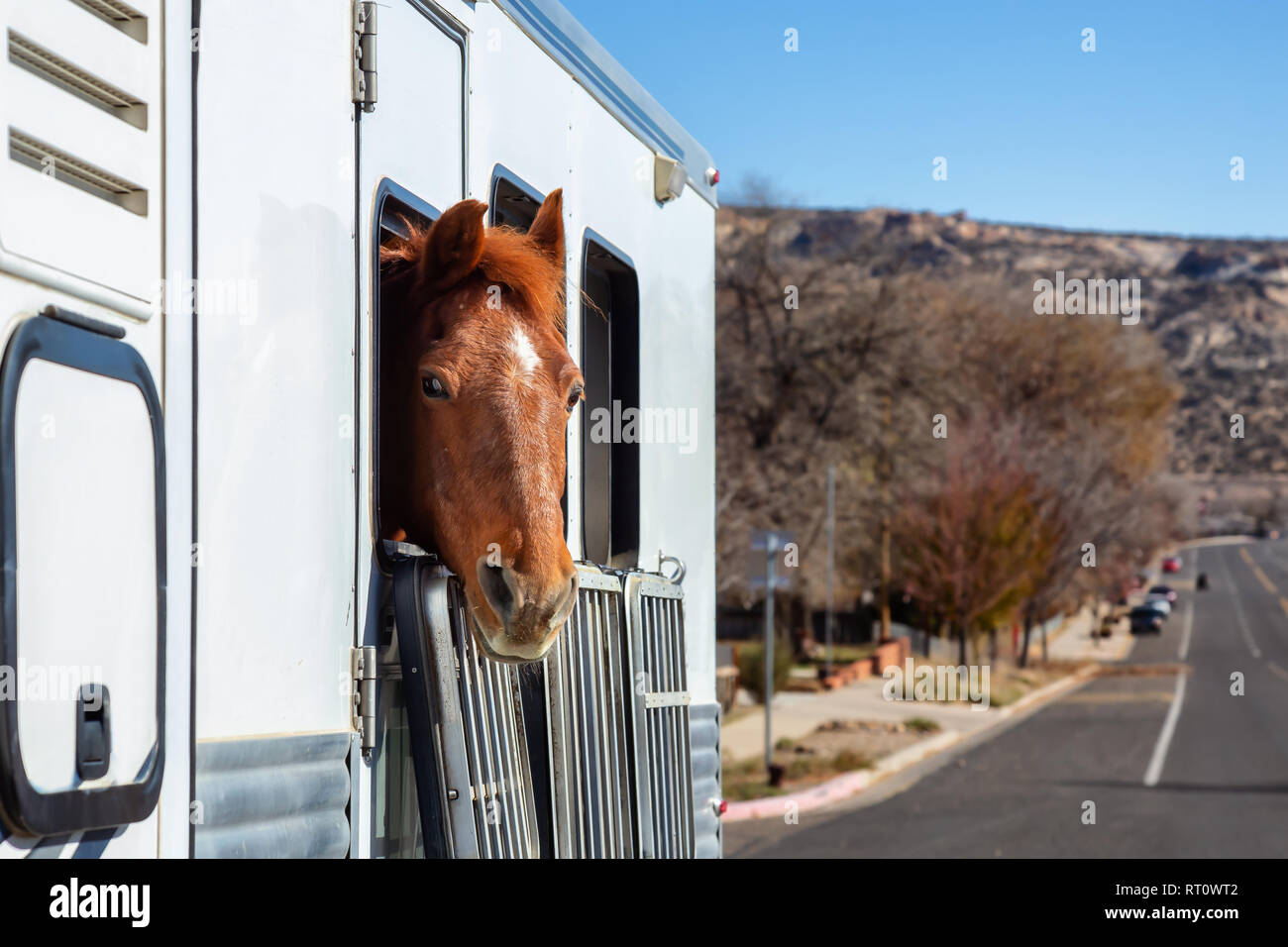 Horse looking out from a window during a sunny day. Taken in Escalante, Utah, United States. Stock Photo