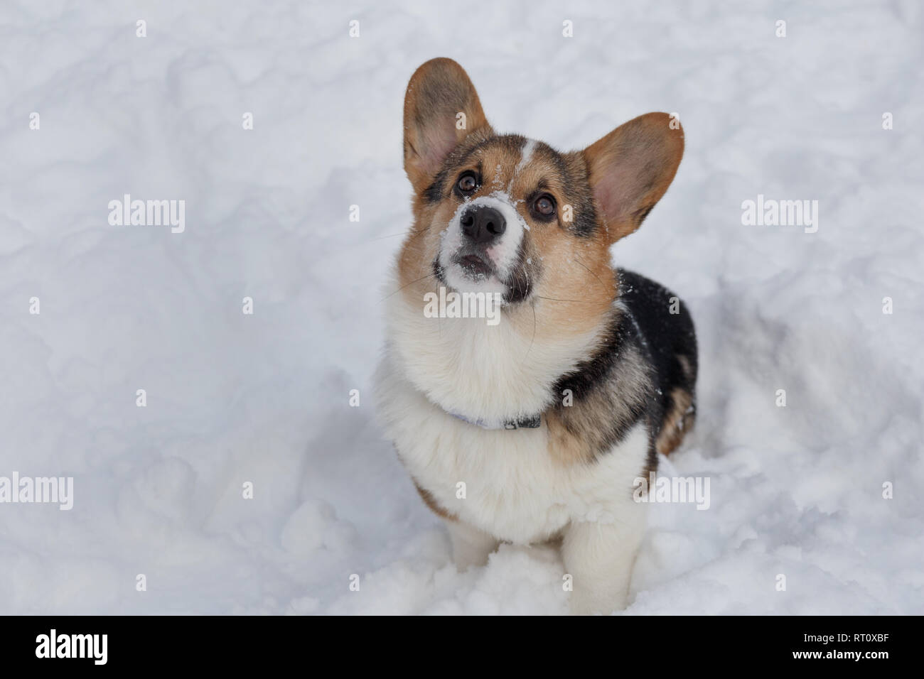 Fawn and black puppy of pembroke welsh corgi is looking at his owner. Pet animals. Purebred dog. Stock Photo
