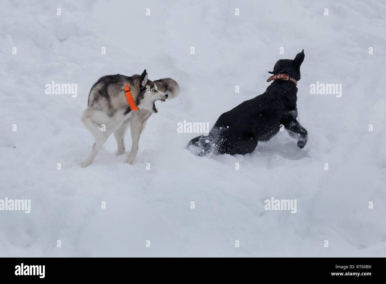 labrador husky purebred