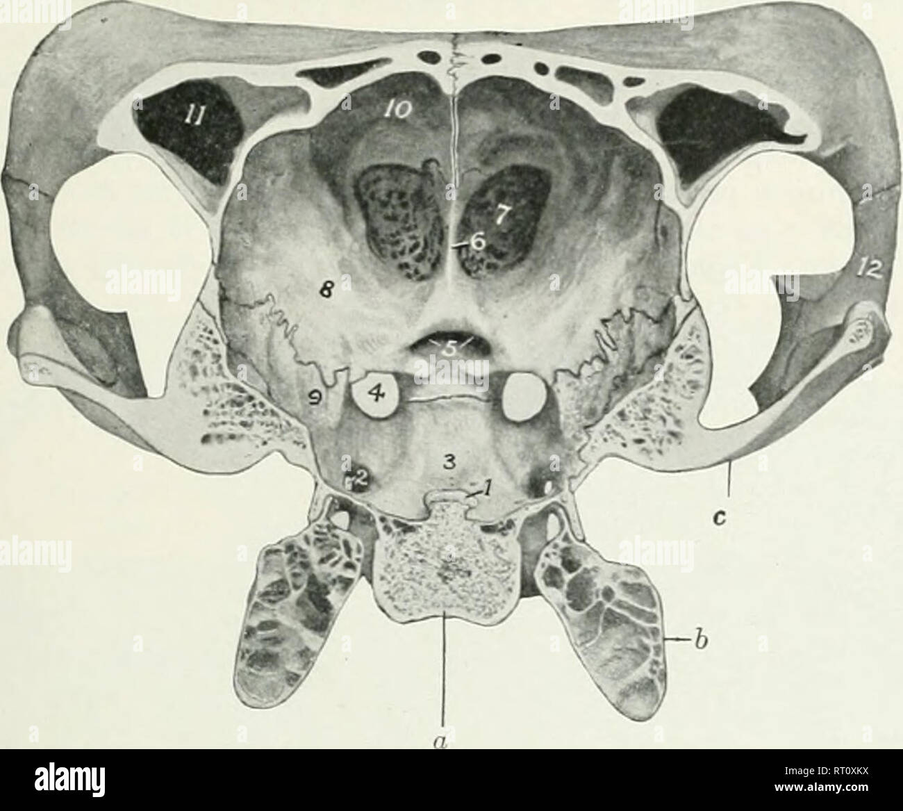 . The anatomy of the domestic animals. Veterinary anatomy. BONES OF THE CR-^NIUM 133. FjG.^iSO:—Cross-section of Cranium of Ox. The section cats the posterior part of the temporal condyle and is viewed from behind, a, Body of sphenoid; 6, bulla ossea; r, temporal condyle; 1, dorsum sellse; 2, foramen ovale; 'S. hj-pophyseal or pituitary fossa; 4. foramen orbito-rotundum; 5, optic foramina; 6, crista galli; 7. cribriform plate of ethmoid; S. orbital wing of sphenoid; 9, temporal wing of sphenoid; 10. internal plate of frontal bone; 11. frontal sinus; 12, temporal process of malar bone.. Please  Stock Photo