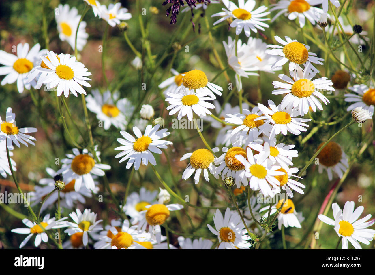 Wild chamomile flowers on a field on a sunny day. shallow depth of ...
