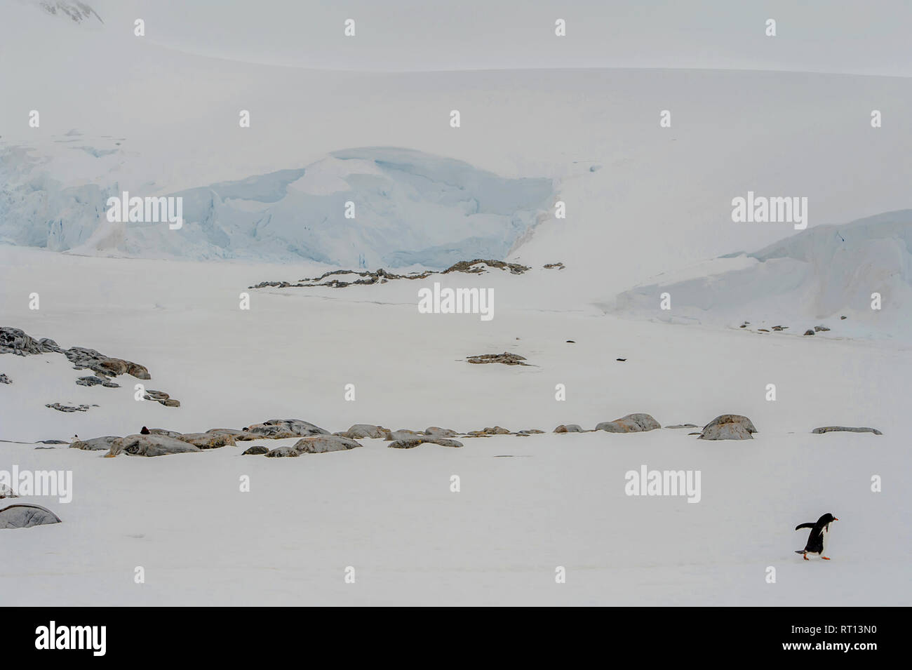 Antarctica Lonesome Brave Penguin Survival Trip Stock Photo
