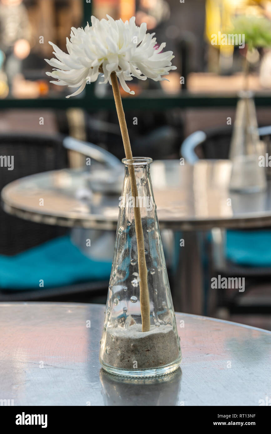 white flower in a transparent narrow vase on a table Stock Photo Alamy
