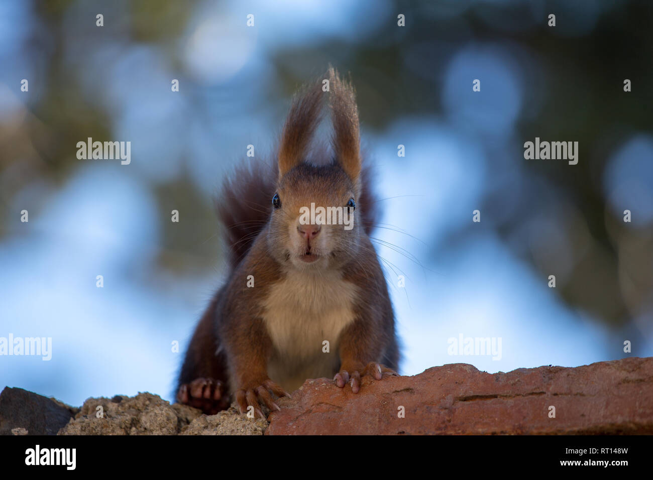 Spanish red squirrel hires stock photography and images Alamy