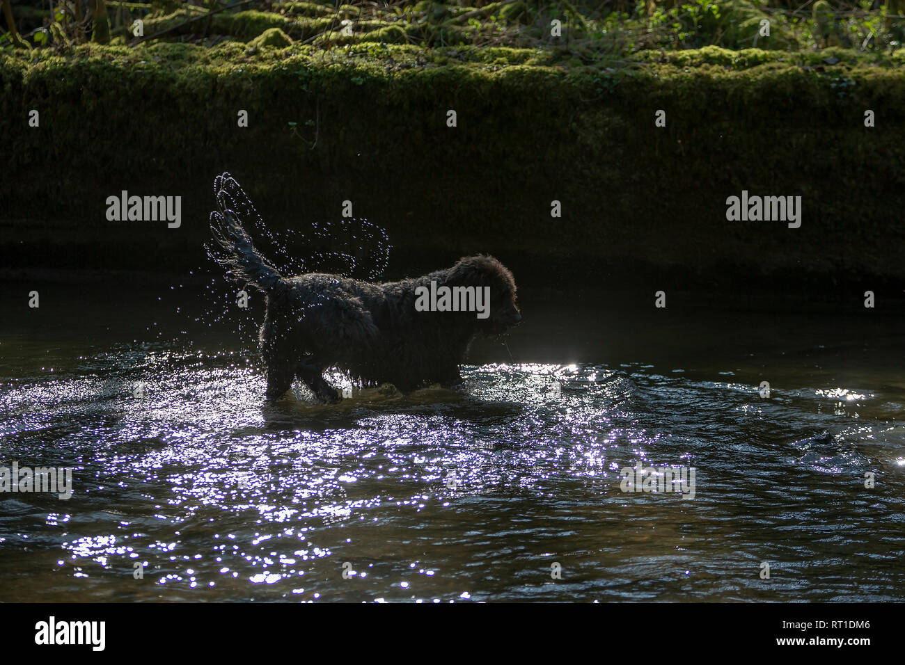 Loggerheads Country Park, Denbighshire, North Wales, UK 27 February 2019 - Weather - pets - The sun continues to shine and this dog took to playing in the River Alyn to keep warm at Loggerheads Country Park, Denbighshire, North Wales, UK Stock Photo