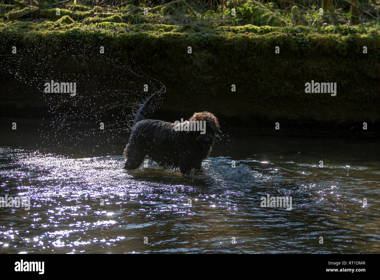 Loggerheads Country Park, Denbighshire, North Wales, UK 27 February 2019 - Weather - pets - The sun continues to shine and this dog took to playing in the River Alyn to keep warm at Loggerheads Country Park, Denbighshire, North Wales, UK Stock Photo