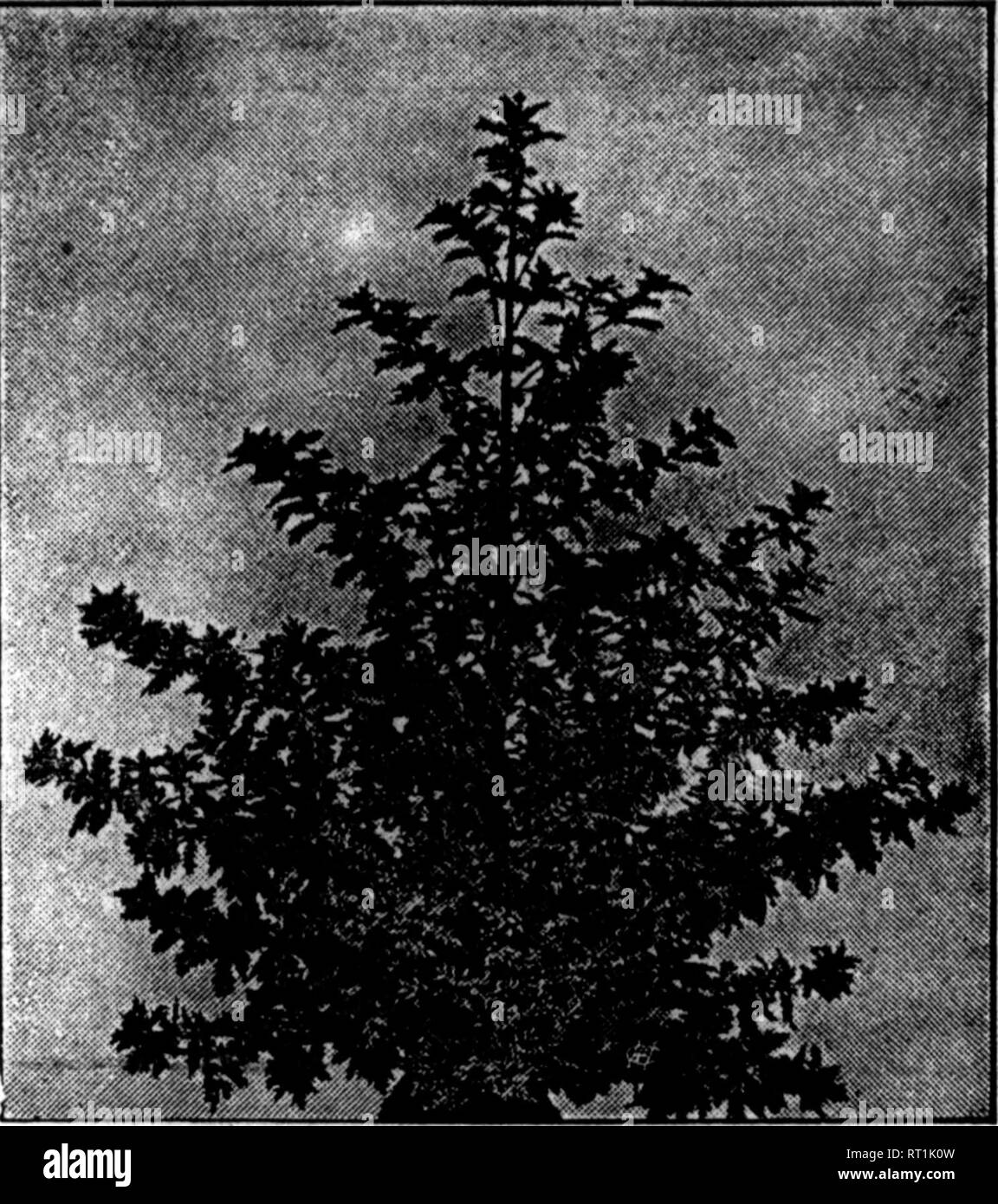 . Florists' review [microform]. Floriculture. &quot;&quot;. November 9, 1911. The Weekly Florists'Review* 57 TEICHER'S lilEW lORCING STOCKS See Fare 1». October 5 Issue of The Review Teloher's Snowflake, snow-white, wall- flower-leaved. Roae Telcher, delicate light rose. Kate Telcher, porcelain-blue. Ruby, fiery red. Mrs. Mary Telcher, soft, delicate, salmon- colored . Sapphire, deep sapphirine blue. Telcher'8 Glant-floweriiiB Mammoth. Column Ten-^eek Stocks, pure white. Kmpresa AuBuata Victoria, silvery, del- icate ligbC lilac. PM.,50c; 10 pkls.,$4.50; 100 pkU.,$35 00 PAUL TEICHER %^^i^^^ Ori Stock Photo