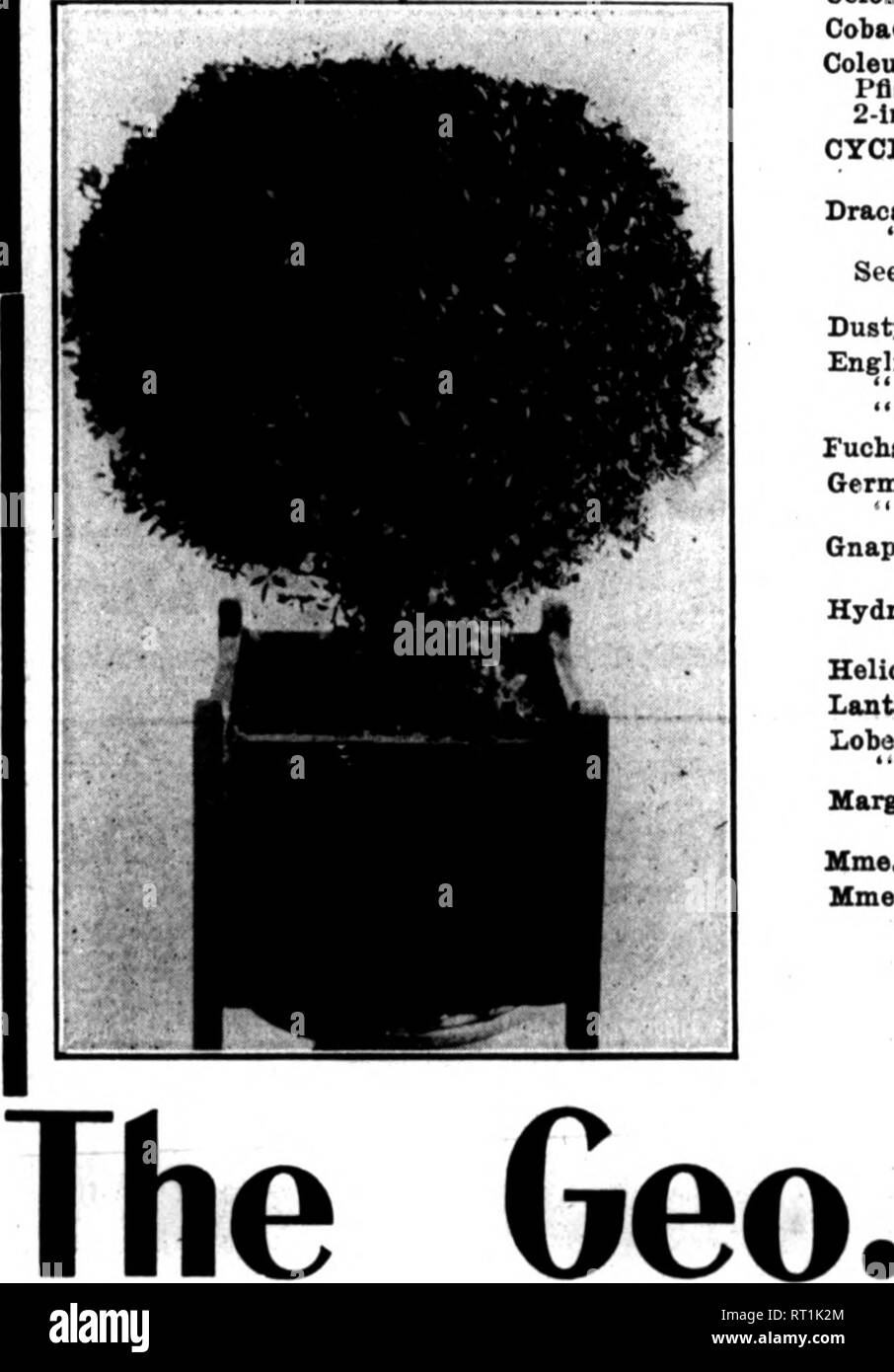 . Florists' review [microform]. Floriculture. 80 The Weekly Florists' Review. Max 23, 1912. BEDDING PLANTS A fine lot of extra choice Btock; clean, well grown and healthy, offered at low prices to make room. ROSES In pots. Lady Oar, Hiawatha, Hermosa, Vlower of Fairfield, Baby Dorothy, Yellow Kambler, White Bambler, Slasna Charta, Capt. Hayward each %5c. Eacb. Aohyranthes, 2-ln $0,02^4 3-ln 05 Agenitum, 2-ln 02% 3-In .05 4-ln 07 Altemantheras, 2-ln 02% Caladium Esoulentum, 6-in 15 Cannai, Florence Vaughan, Austria, 4-ln.. .12 Celoaia or Cooksoombs, 3-ln 05 Cobaea Scandens, 4-ln 08 Coleus, Beck Stock Photo