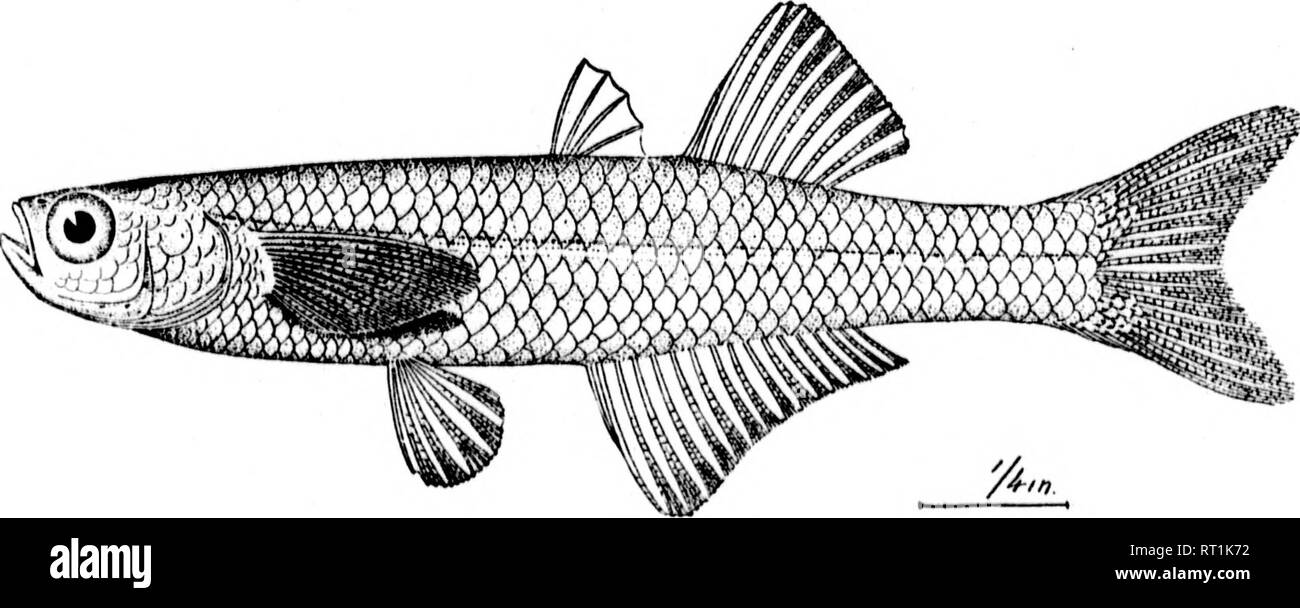 . The fishes of North and Middle America [microform] : a descriptive catalogue of the species of fish-like vertebrates found in the waters of North America, north of the Isthmus of Panama. Fishes; Fishes; Poissons; Poissons. 3a'&gt; 333. Athbrina ak^a. (P. 790.) 334. CHIROSTOMA HlMnOLDTIANlTM. (P. 7!&gt;3.) 335. ESLOI'SARUM JORDANl. (Pp. 793, 2840.). Please note that these images are extracted from scanned page images that may have been digitally enhanced for readability - coloration and appearance of these illustrations may not perfectly resemble the original work.. Jordan, David Starr, 1851- Stock Photo