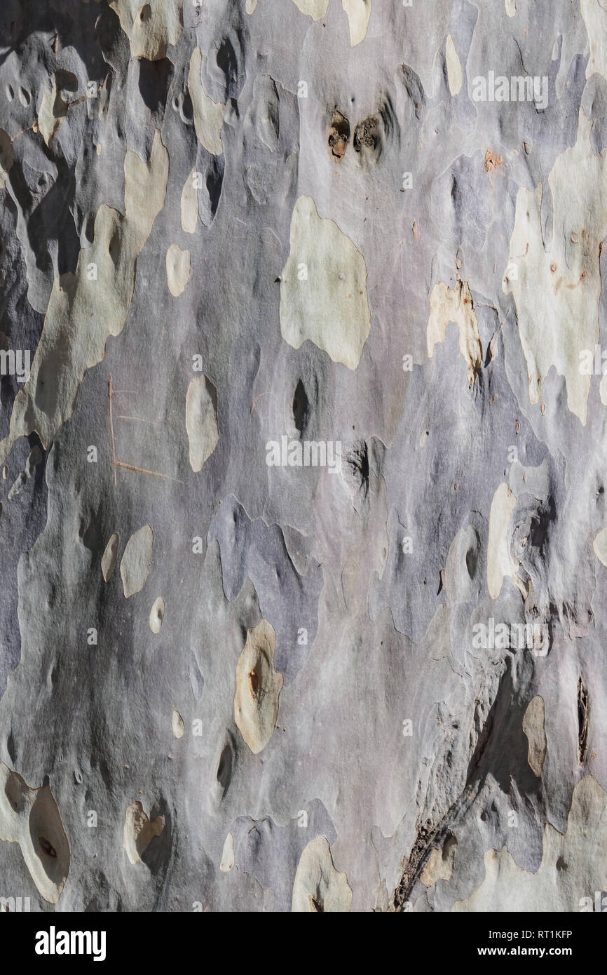 Close up shot of the Eucalyptus maculata tree trunk skin at Los Angeles, California Stock Photo