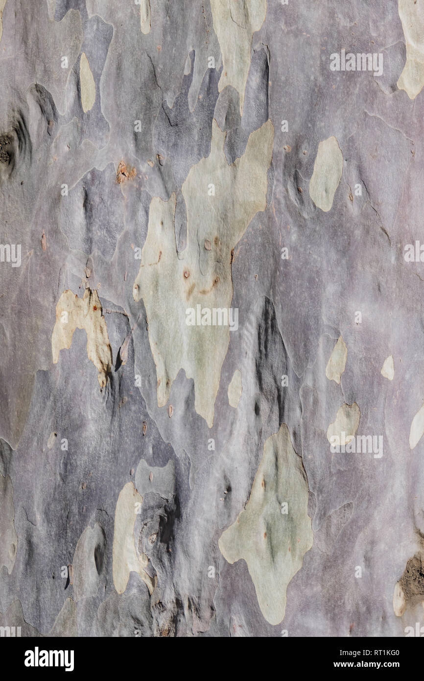 Close up shot of the Eucalyptus maculata tree trunk skin at Los Angeles, California Stock Photo