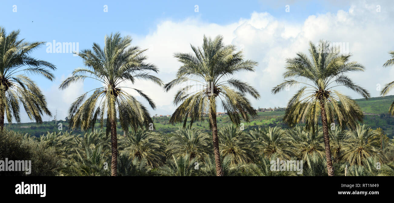 Date plantation in Israel's Jordan valley. Stock Photo