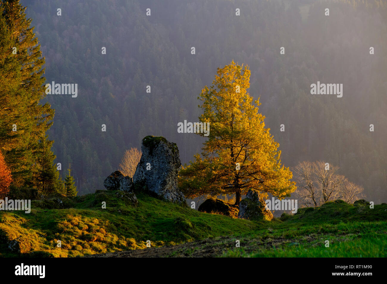 Austria, Vorarlberg, Nagelfluhkette Nature Park, Balderschwanger Tal, Sippersegg near Hittisau, stone and tree in autumn Stock Photo