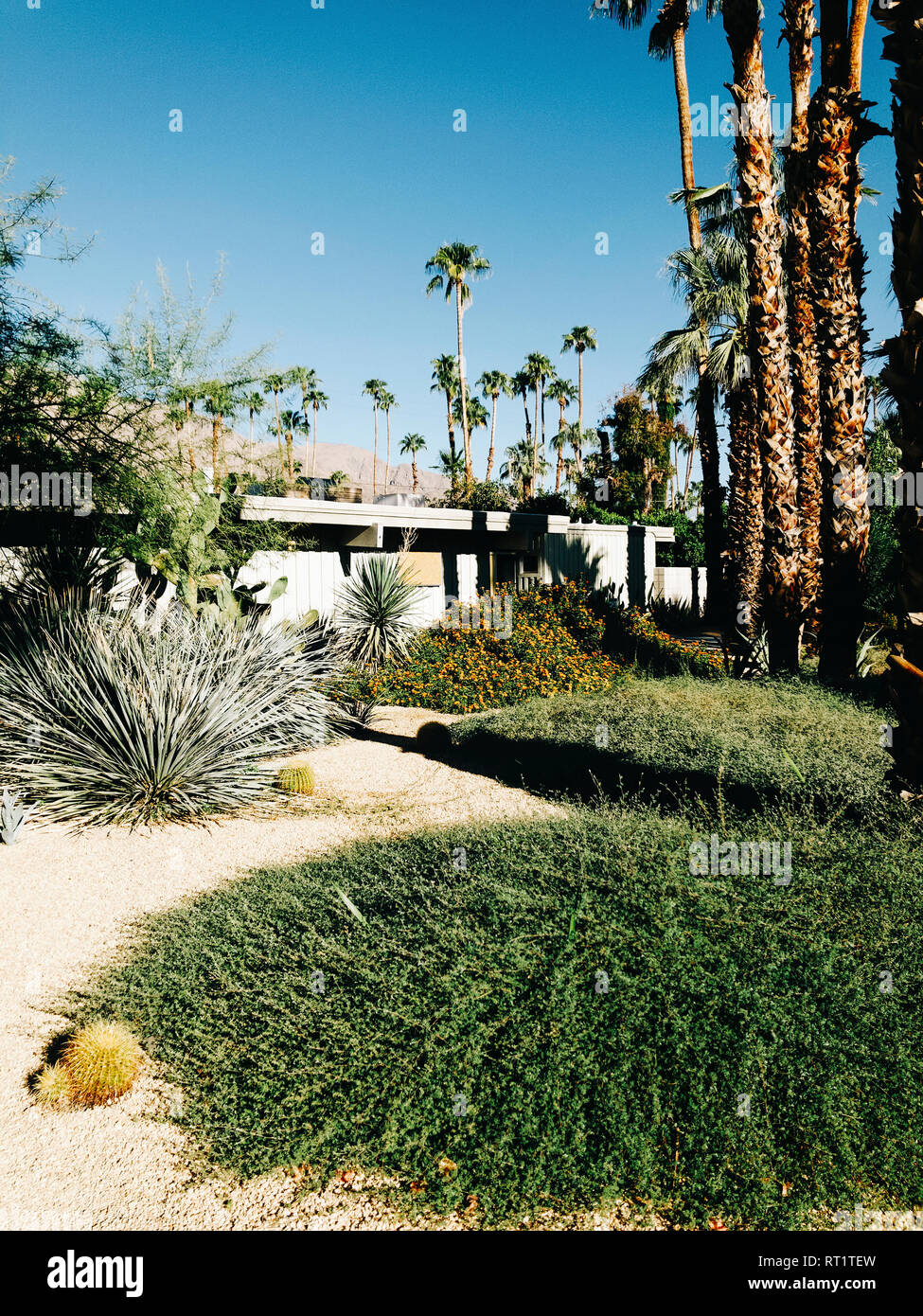 USA, Palm Springs, Garden in Front of Midcentury Modern Architecture Stock Photo