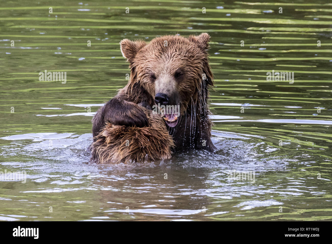 European brown bear, ursus arctos in a park in germany Stock Photo - Alamy